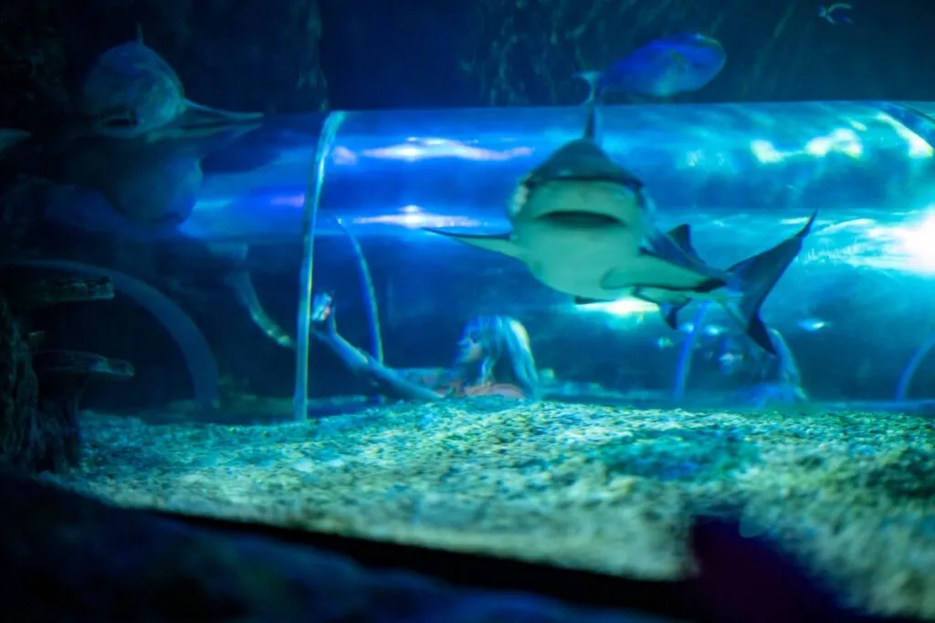 sea life benalmádena akvárium andalusie